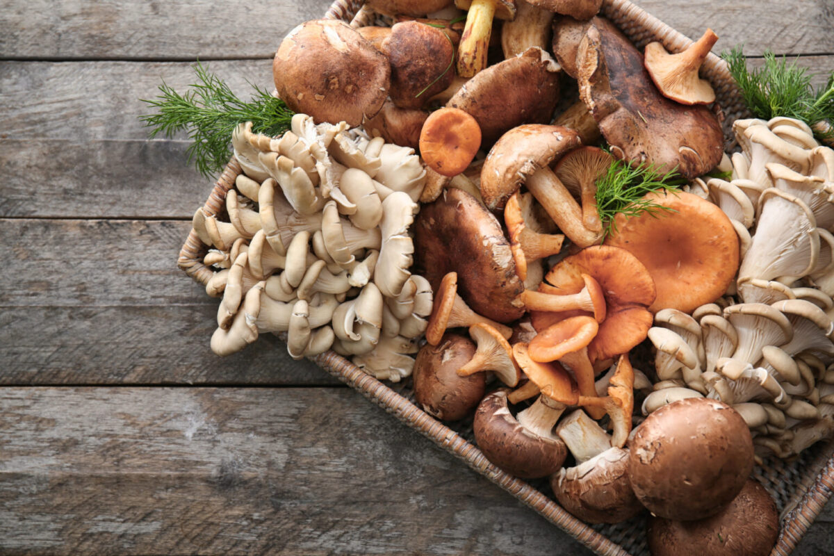 6 Mushrooms Best for Pain and Anxiety